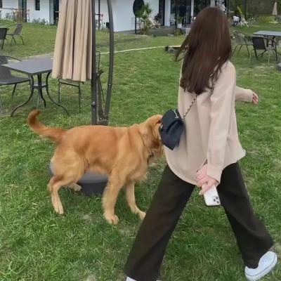 贤婿